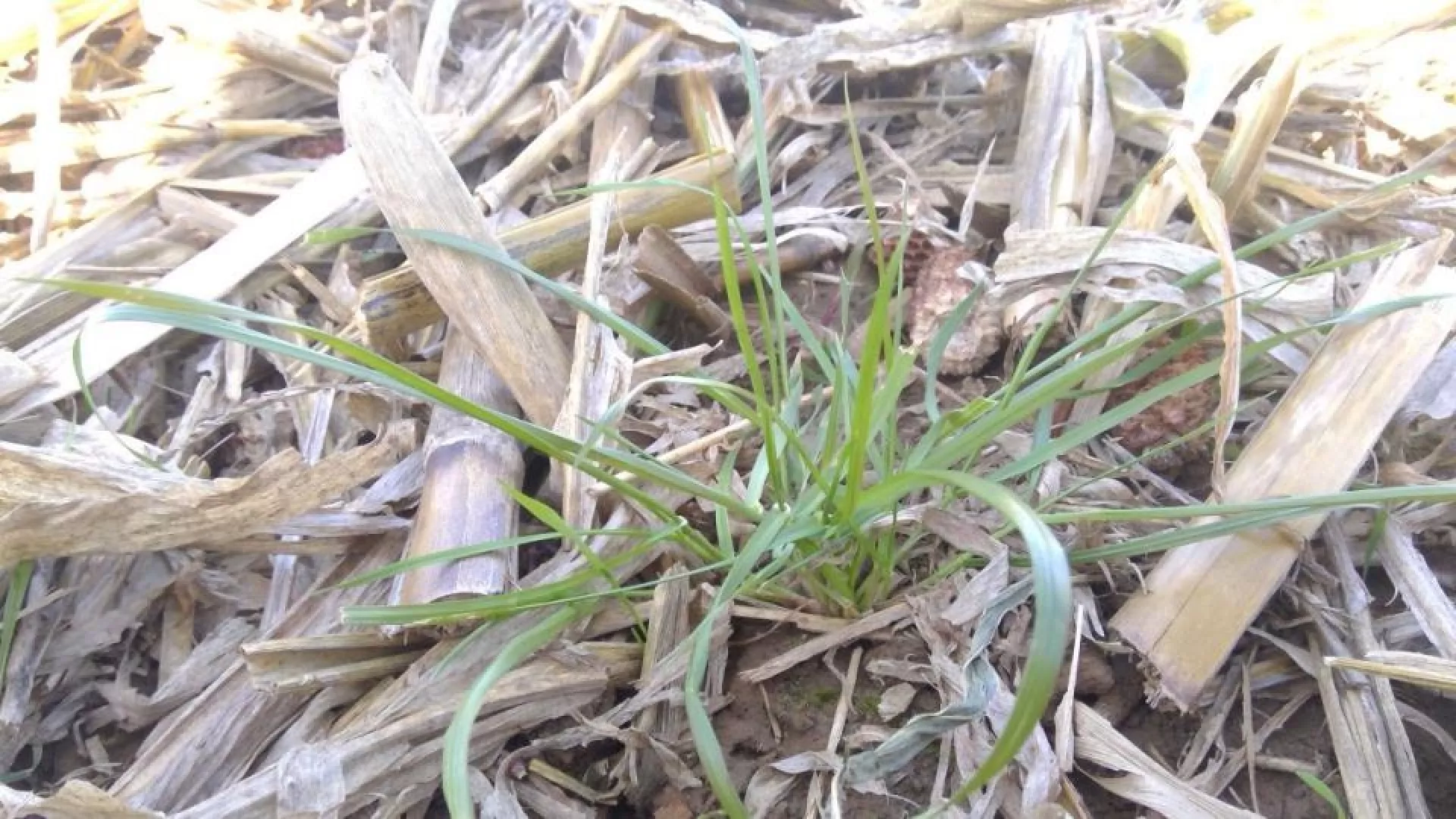 Italian Ryegrass Control Field Tour 2025