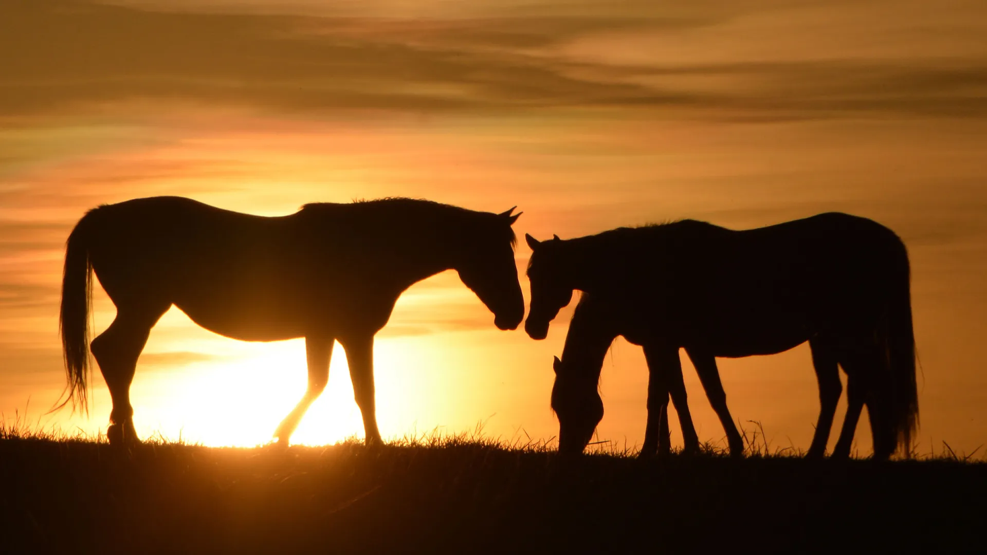 Horses grazing in the sunset
