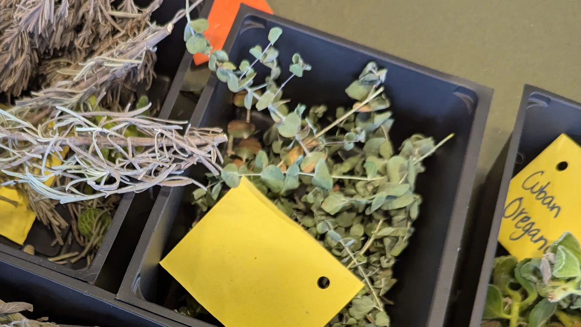 Herbs with cards to identify them