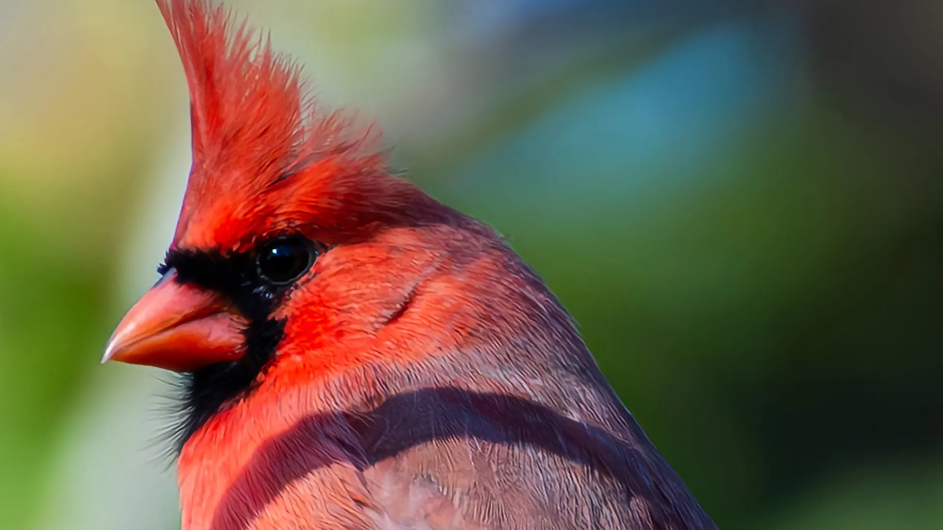 A cardinal on a branch