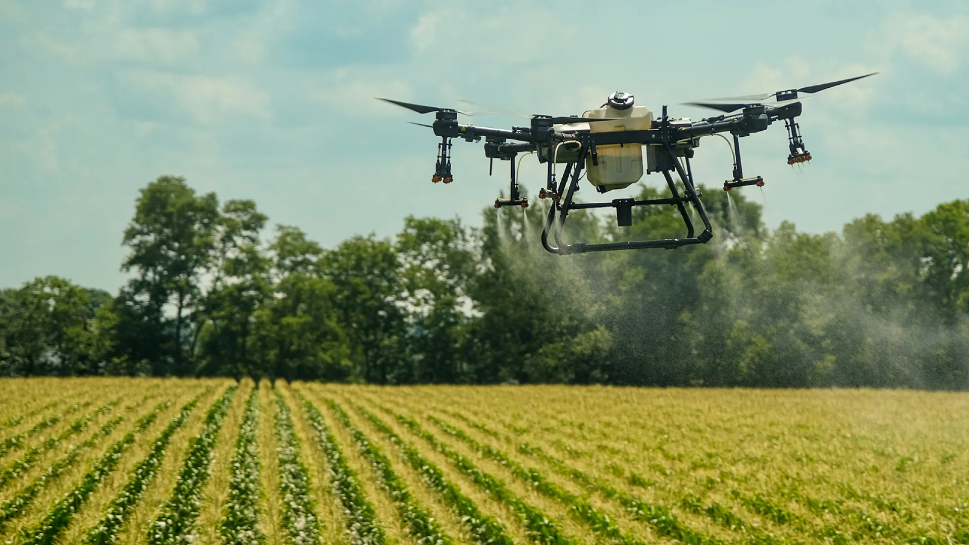 drone sprayer over corn crop