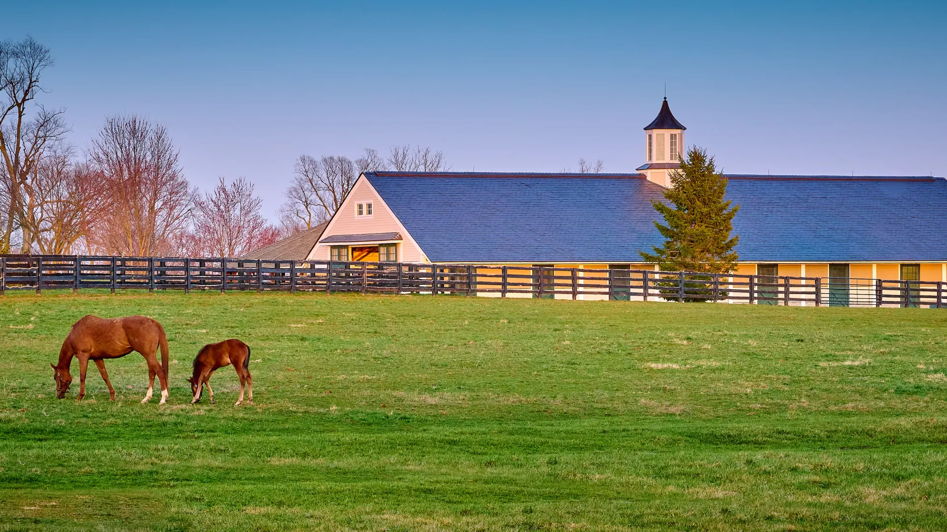A mare and foal grazing on early spring grass with horse barn in the background.