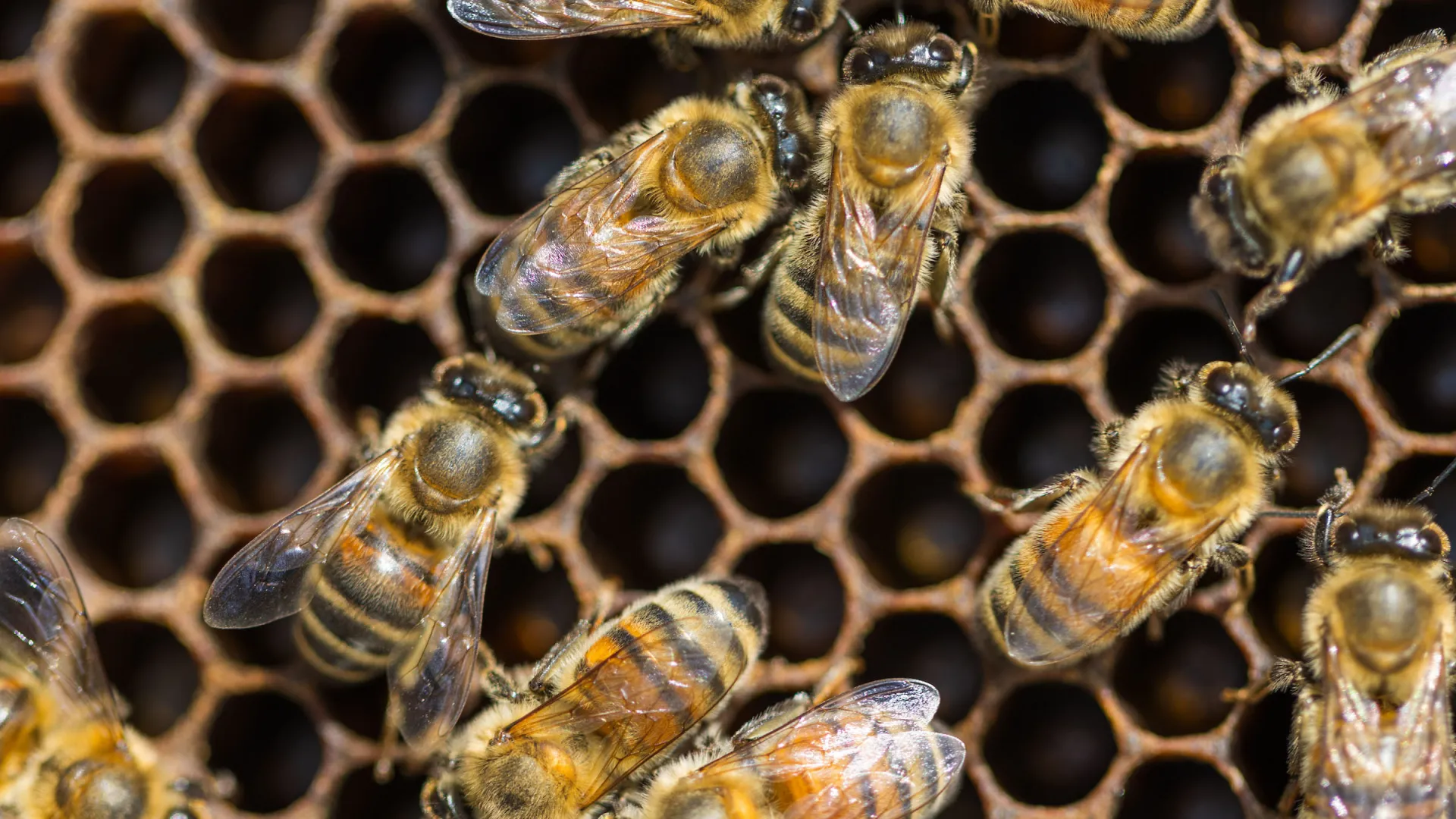 Community Naturalist Seminar: Building a Bee Friendly Lawn and Landscape