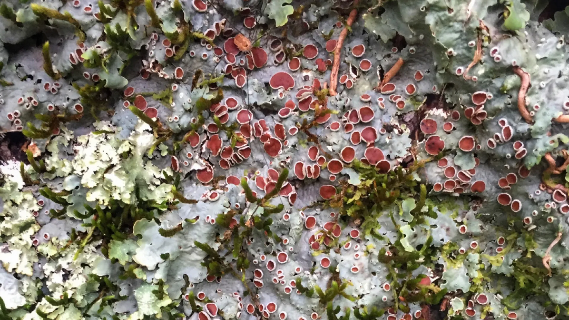 Community Naturalist Seminar: Lichens of Kentucky
