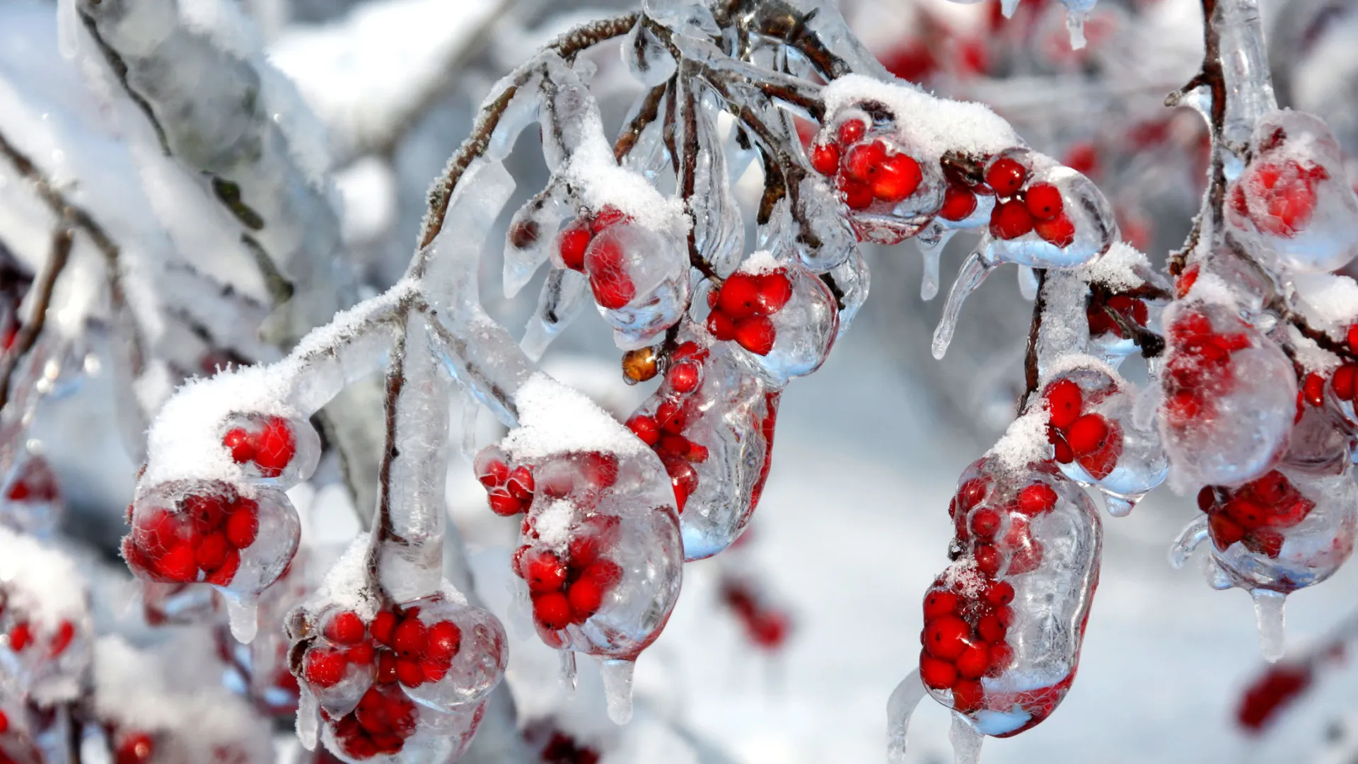 Community Naturalist Seminar: Winter Dendrology - Identifying Trees without the Leaves