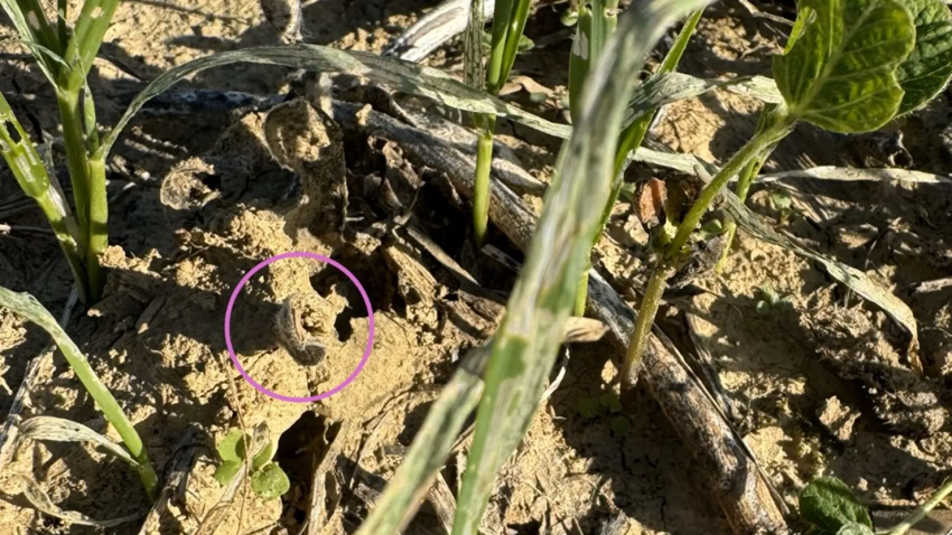 Webinar: Insect Pests in Field Crops