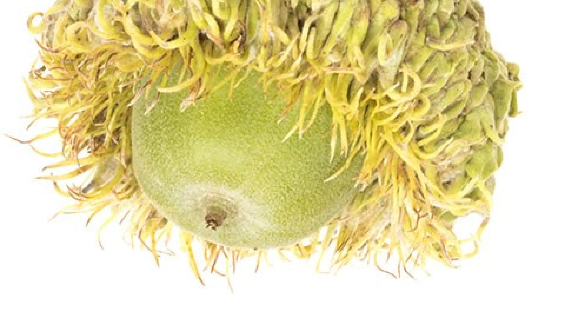 Tree Walk: Let's Go Nuts!