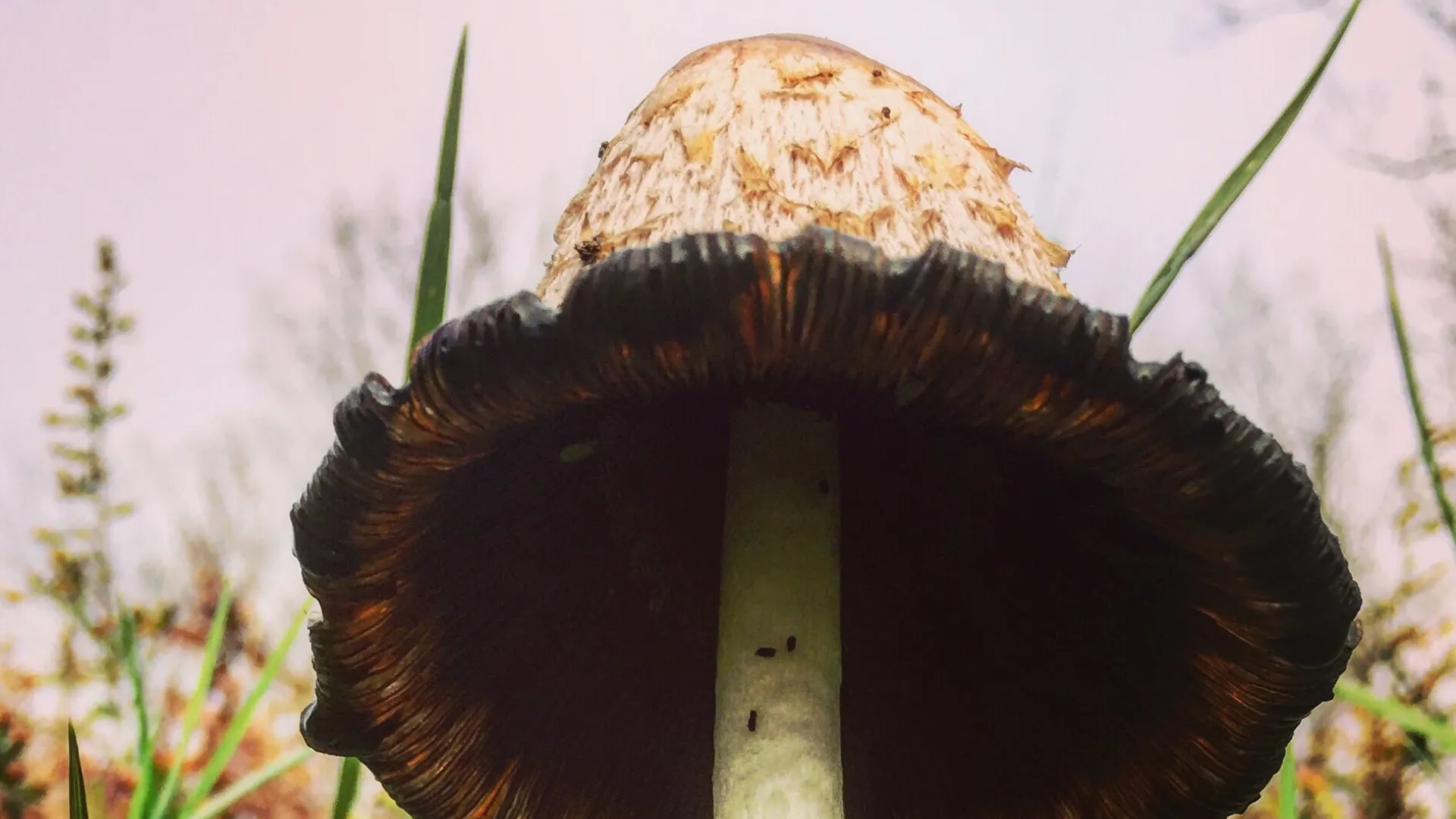 Fantastic Fungi
